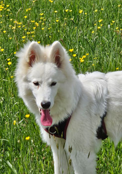Elin - 
Schimmelspürhund in Ausbildung